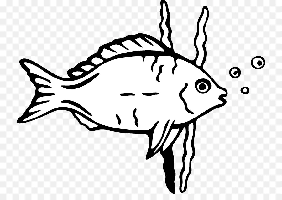 Poisson，Aquatique PNG