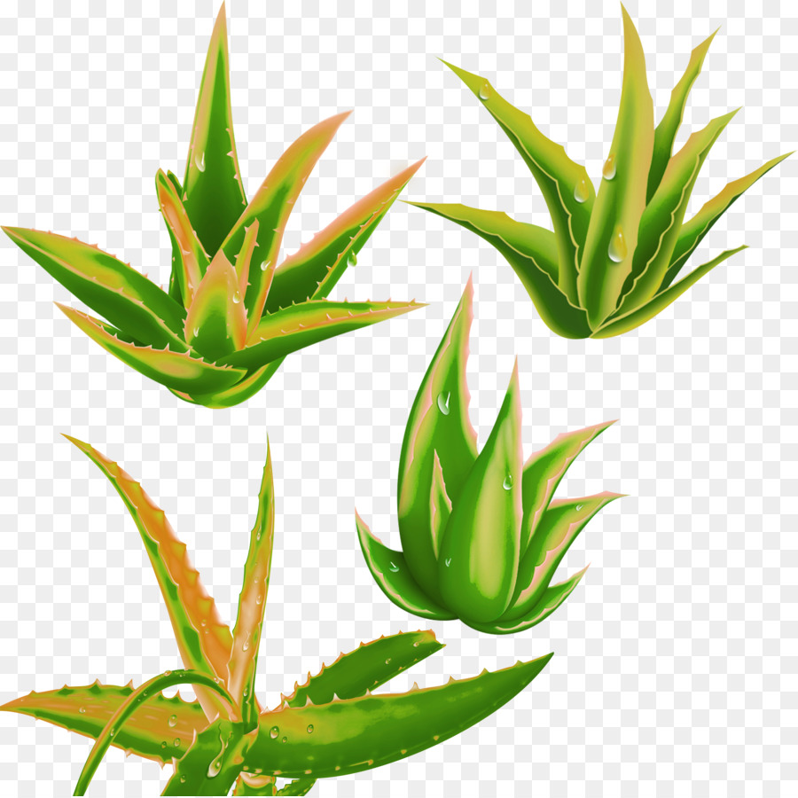 Aloé Véra，Feuilles PNG