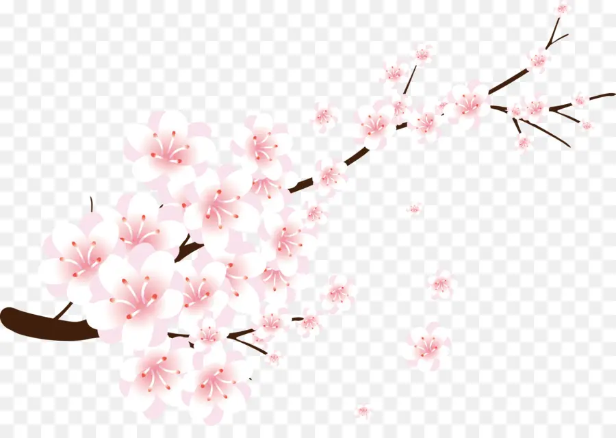 Fleurs De Cerisier，Fleurs PNG