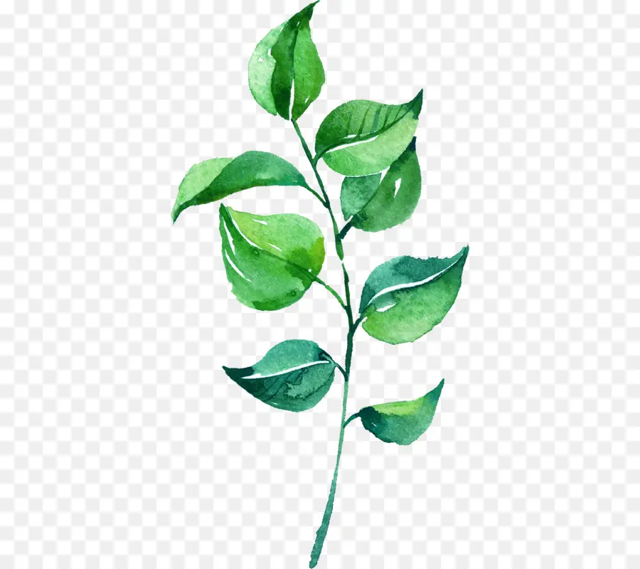 Branche D'eucalyptus，Feuilles PNG