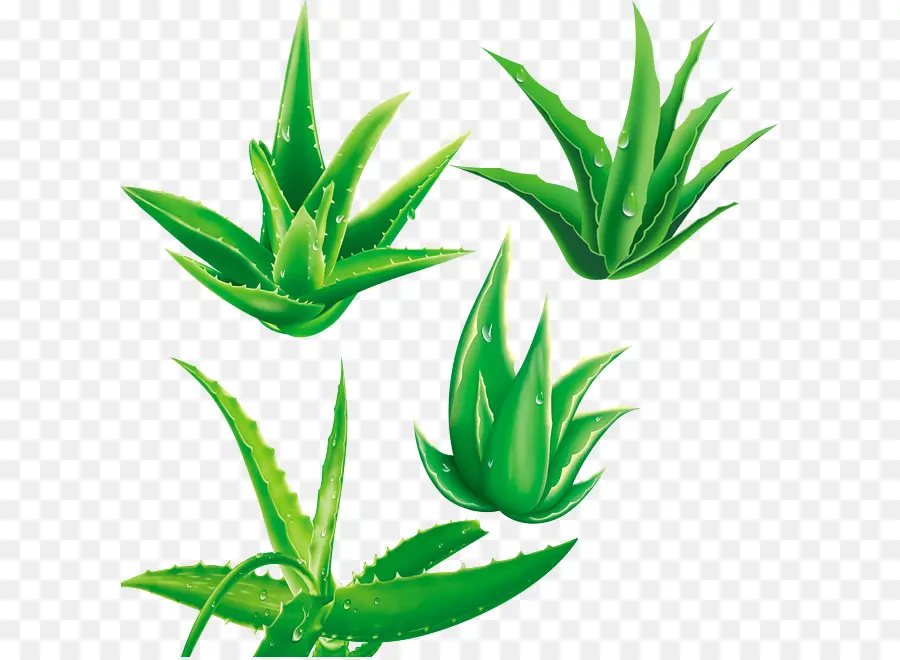L Aloe Vera，Vert PNG