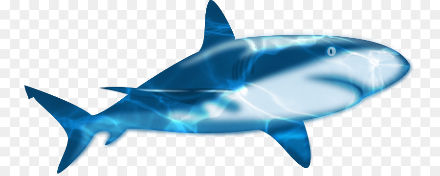 Requin，Océan PNG