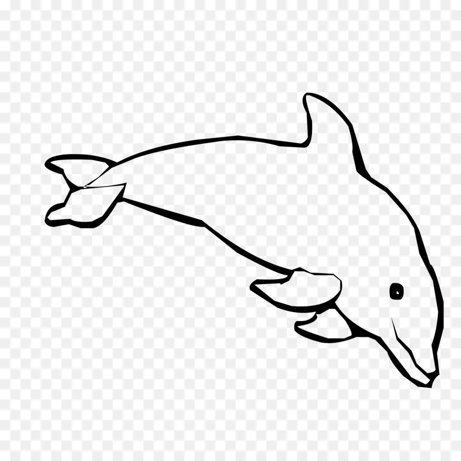 Spinner Dolphin，Livre De Coloriage PNG