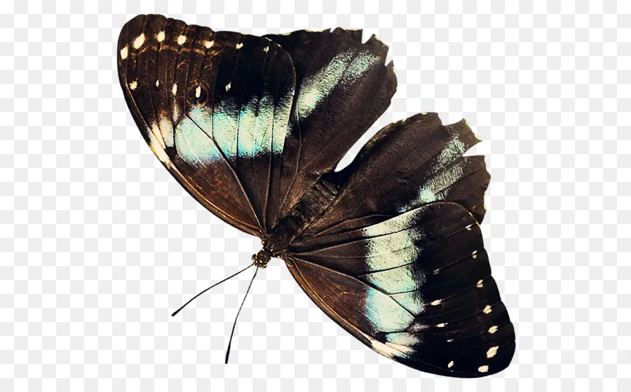 Papillon，Ailes PNG