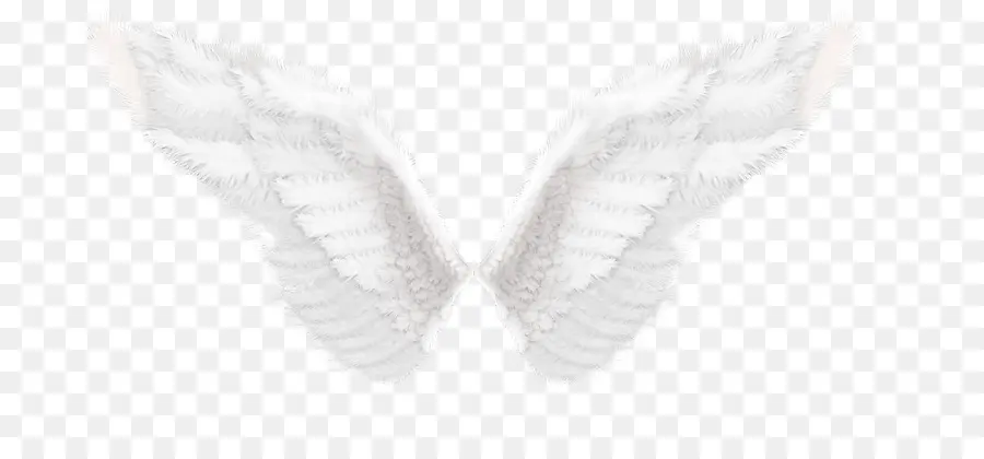 Ailes D'ange Blanches，Plumes PNG