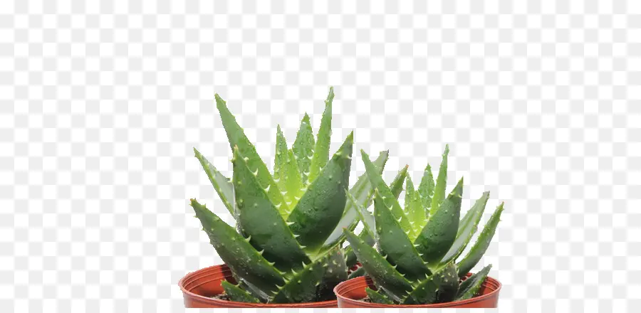 Aloé Véra，Succulent PNG