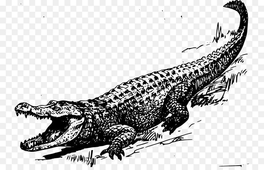 Alligator，Crocodile PNG