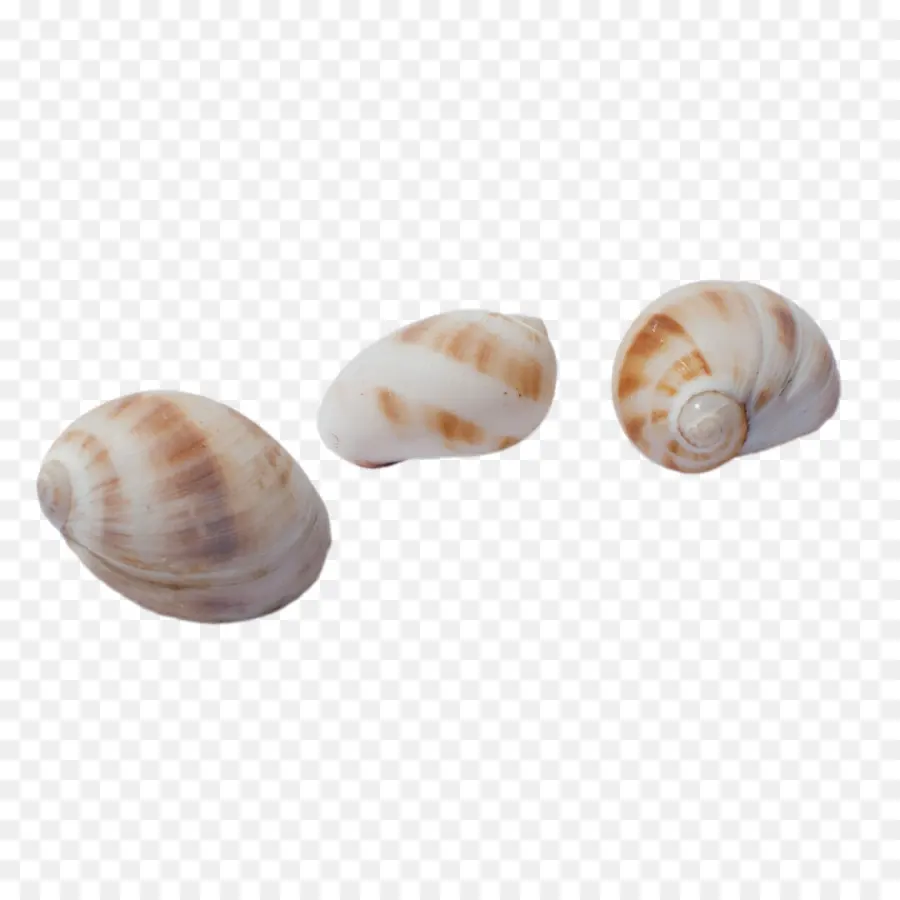 Coquilles，Mer PNG