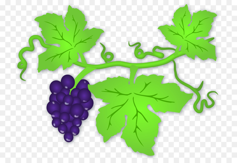 Raisins Violets，Feuilles PNG