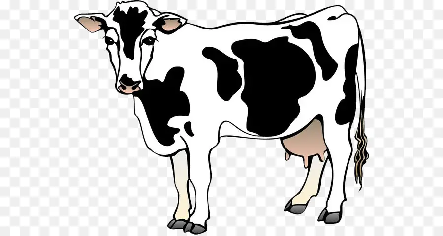 Holstein Friesian Bovins，Les Bovins Laitiers PNG
