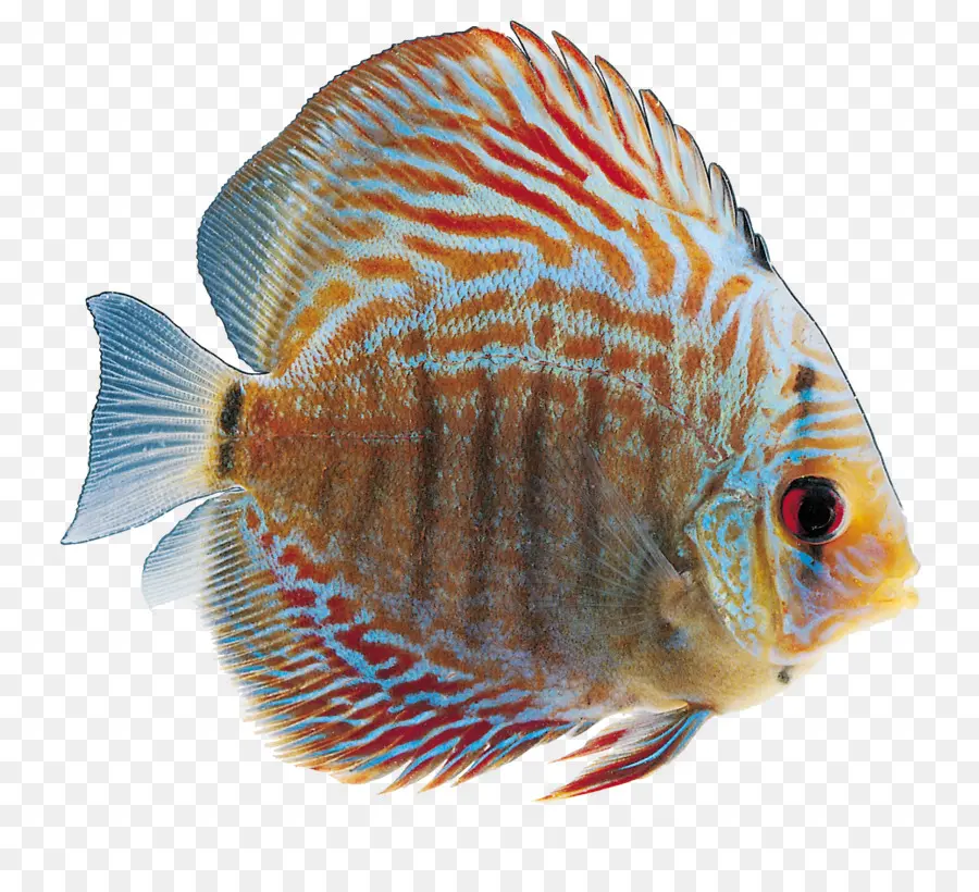 Poisson，Aquatique PNG