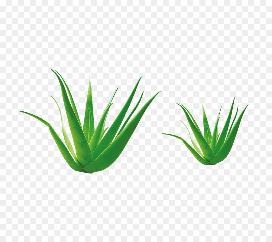 Plantes Vertes，Feuilles PNG