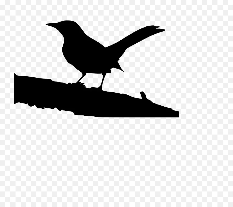 Tuer Un Oiseau Moqueur，Atticus Finch PNG