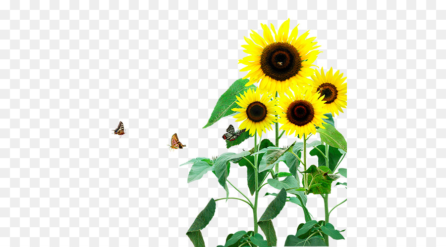 Tournesol，Fleur PNG