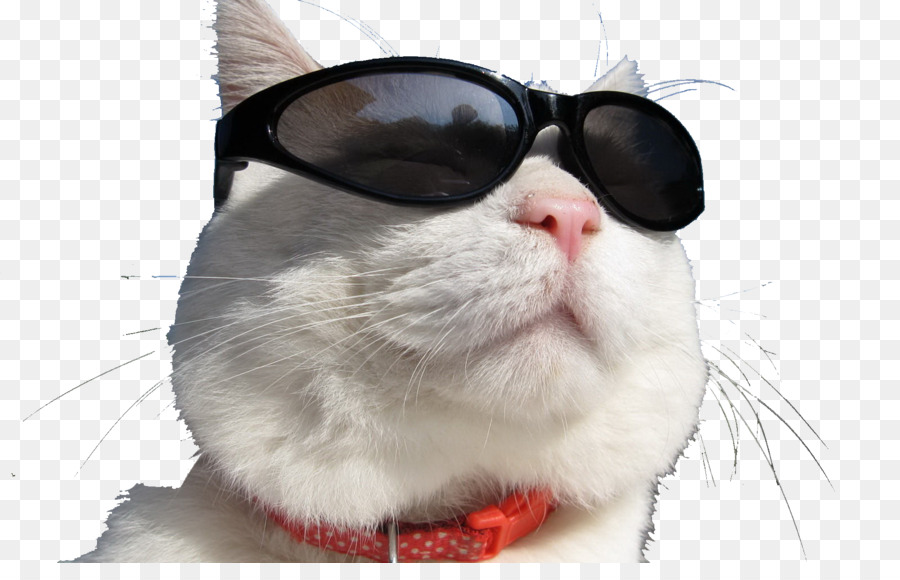 Chat Avec Des Lunettes De Soleil，Chat PNG