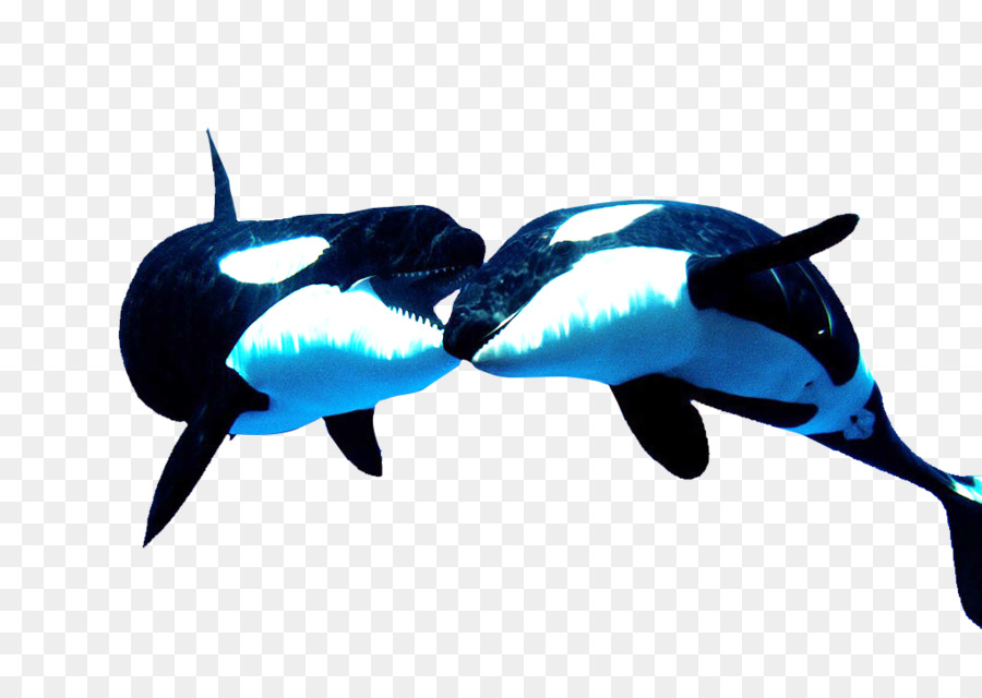 Orques，Baleines PNG