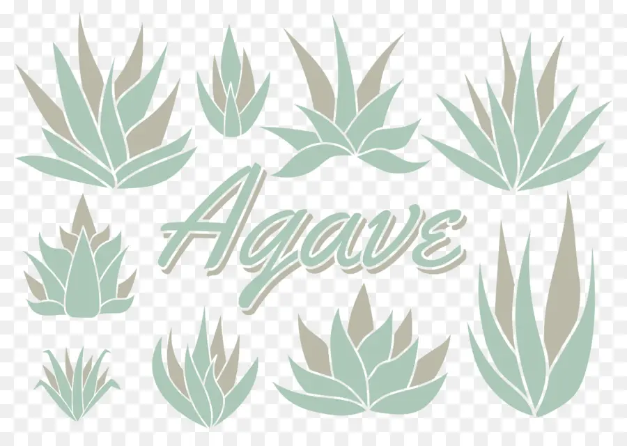 Agaves，Succulent PNG