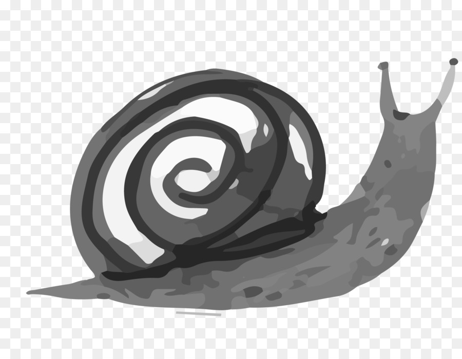 Escargot Gris，Coquille PNG