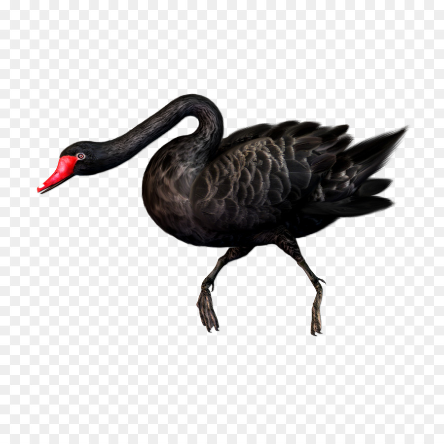 Cygne Noir，Oiseau PNG