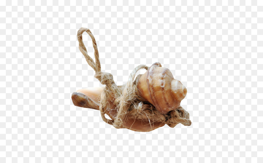 Coquille，Coquille De Mollusque PNG