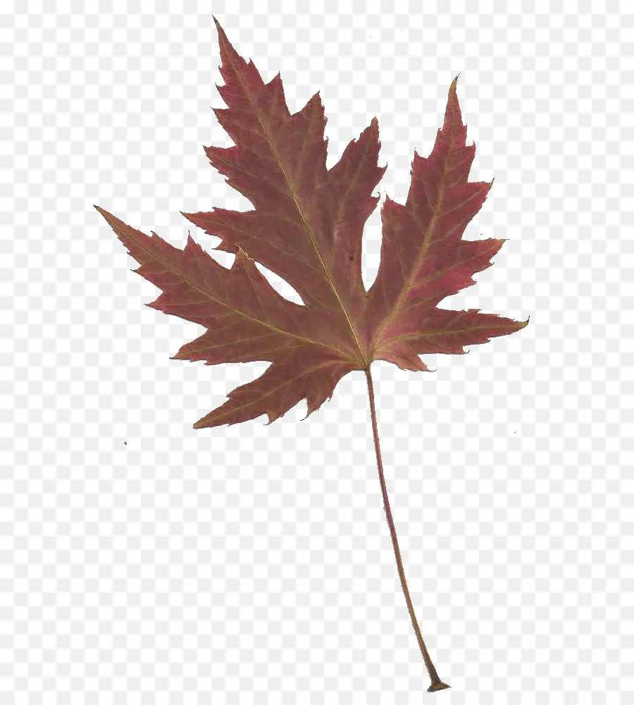 Feuille D'érable Rouge，Automne PNG