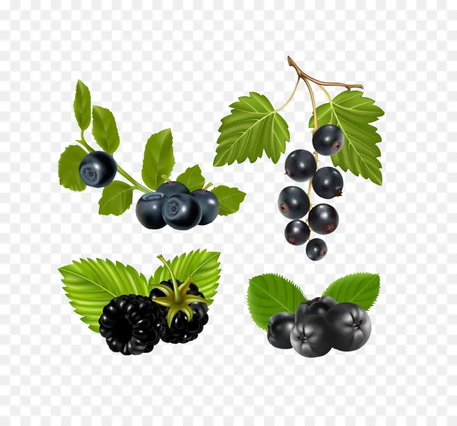 Berry，Aronia PNG