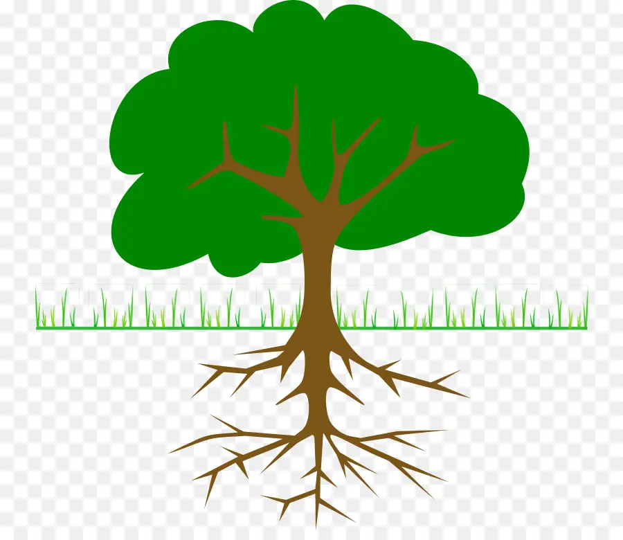 Arbre，Racines PNG