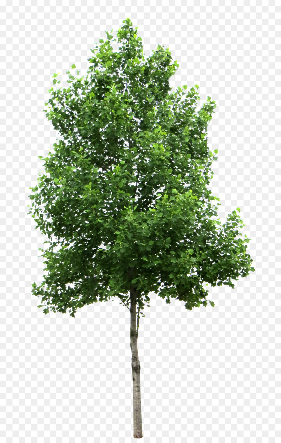 Arbre Bouleau Pin Png Arbre Bouleau Pin Transparentes Png Gratuit