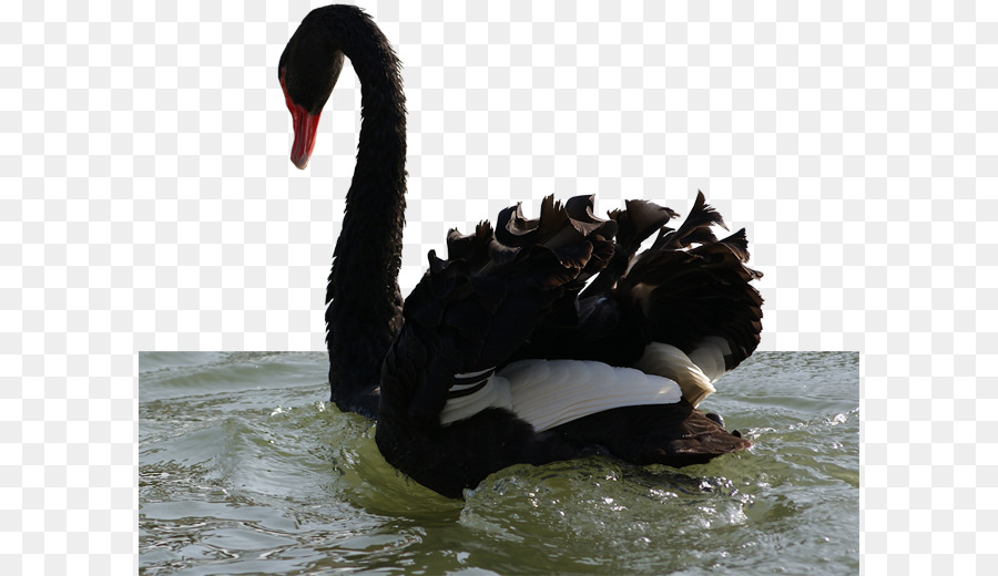 Cygne Noir，Oiseau PNG