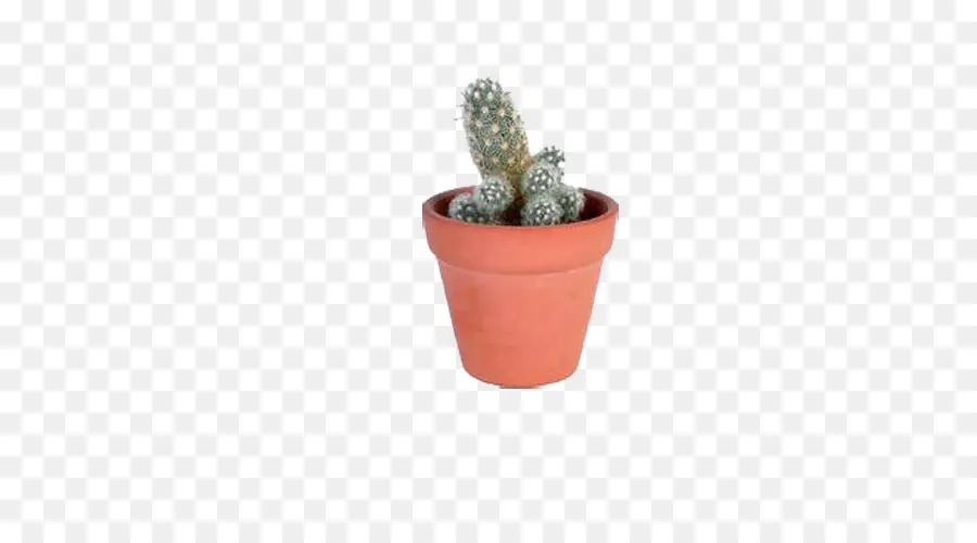 Cactus，Pot PNG