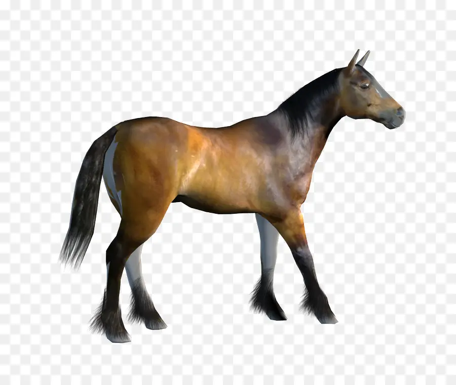 Mustang，Poney PNG