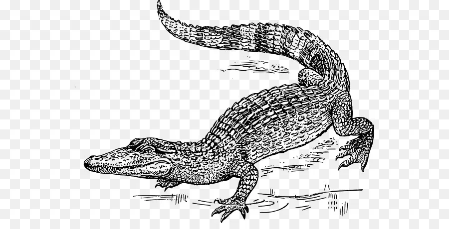 Lézard，Reptile PNG