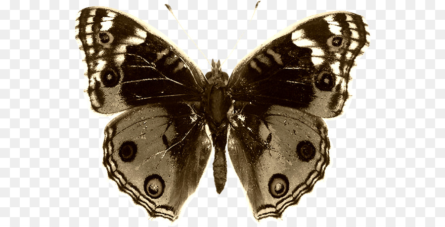 Papillon，Insecte PNG