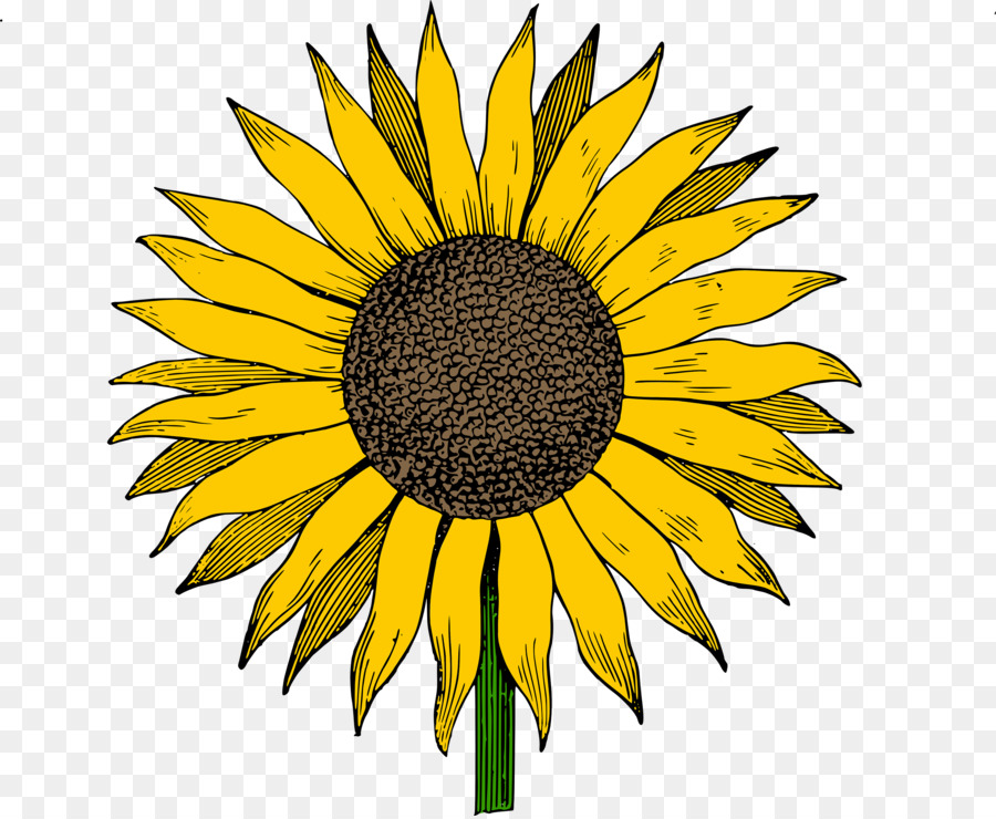 Tournesol，Fleur PNG