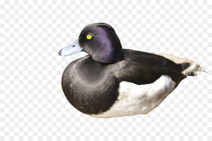 Canard，Oiseau PNG