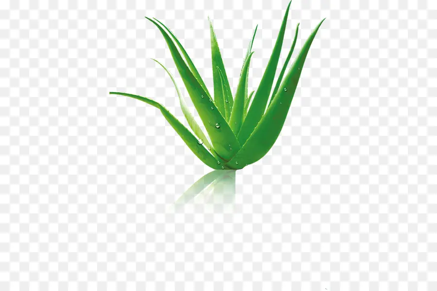 L Aloe Vera，Cudy Avenir Kft PNG