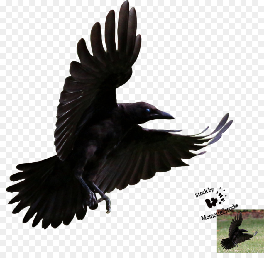 Le Grand Corbeau Oiseau Vol Png Le Grand Corbeau Oiseau Vol Transparentes Png Gratuit