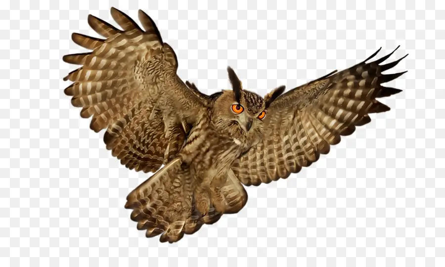 Hibou，Oiseau PNG