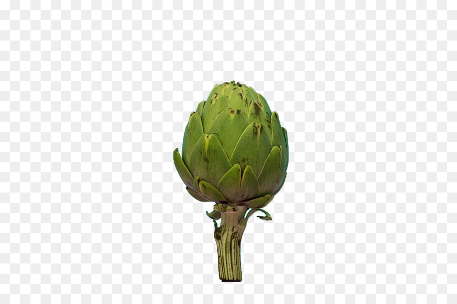 L Artichaut，Tige De La Plante PNG