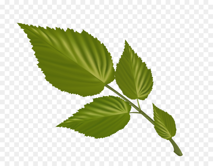 Feuille La Couleur Des Feuilles Dautomne Arbre Png Feuille La Couleur Des Feuilles Dautomne Arbre Transparentes Png Gratuit