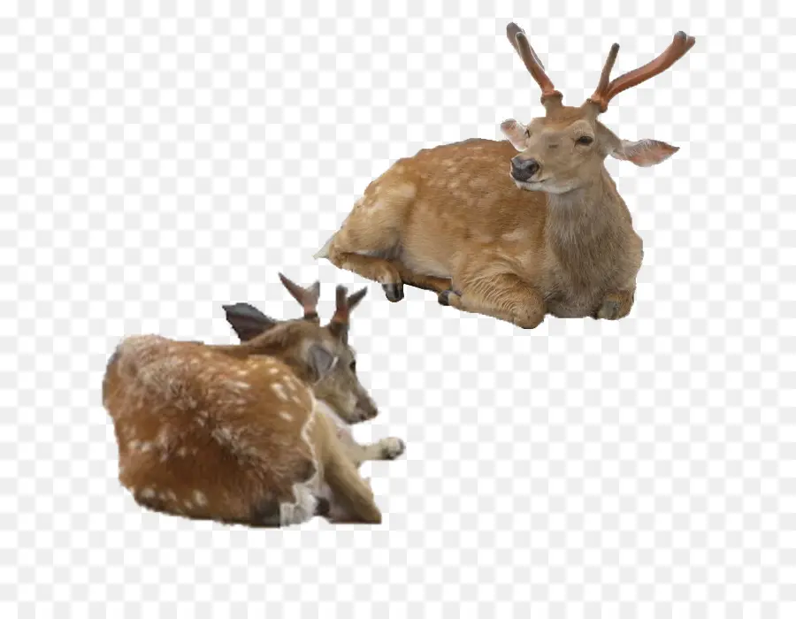 Cerf Au Repos，Nature PNG