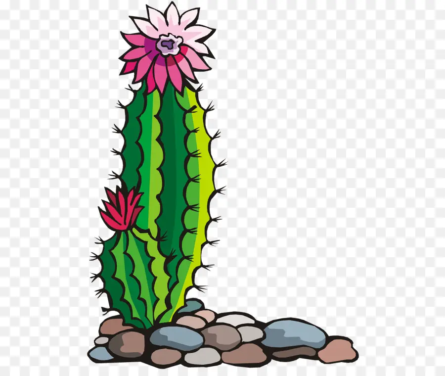 Cactus Avec Des Fleurs，Fleurs PNG