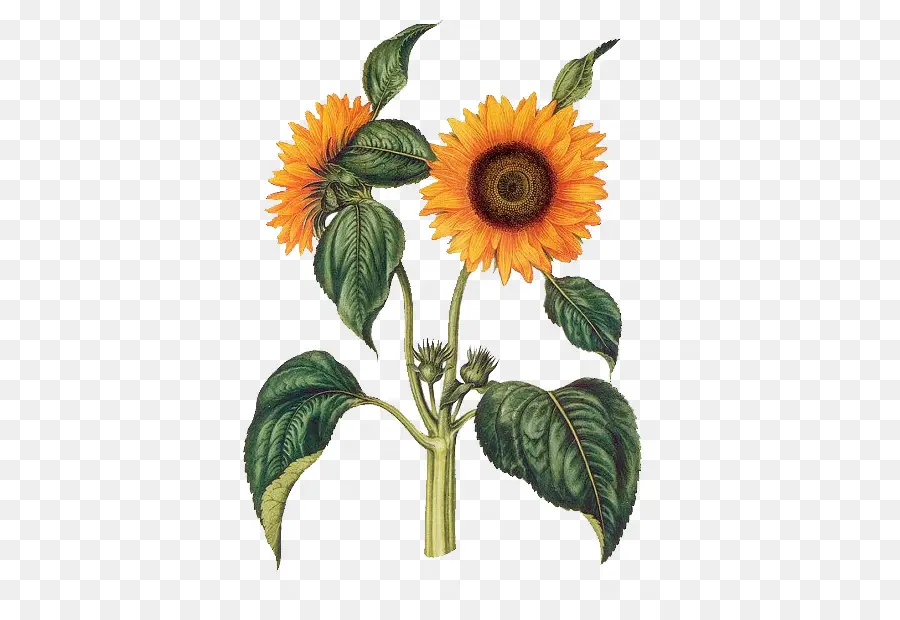 Tournesols，Jaune PNG