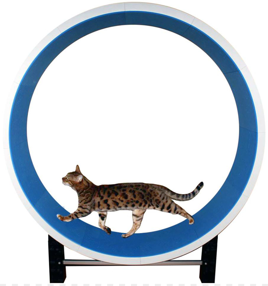 Chat Sur Roue，Exercice PNG