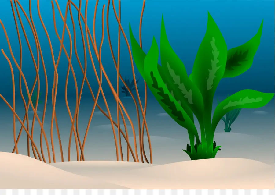 Plantes Sous Marines，Algue PNG