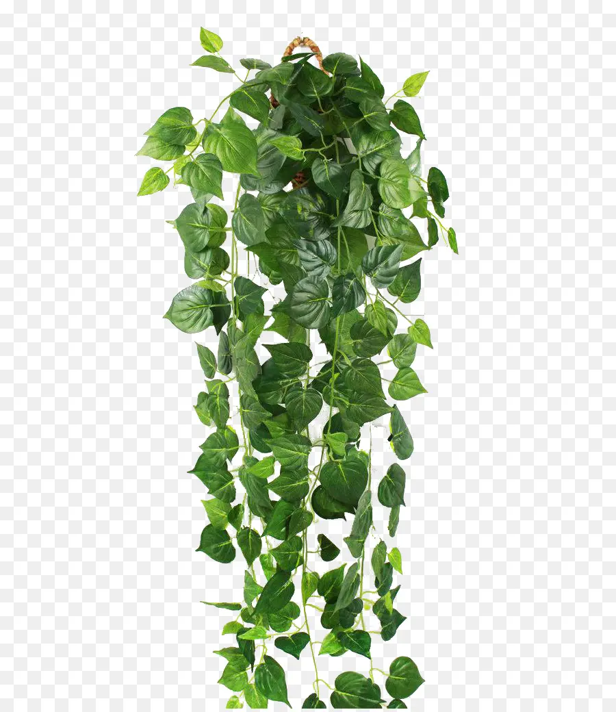 Plante Suspendue，Vert PNG