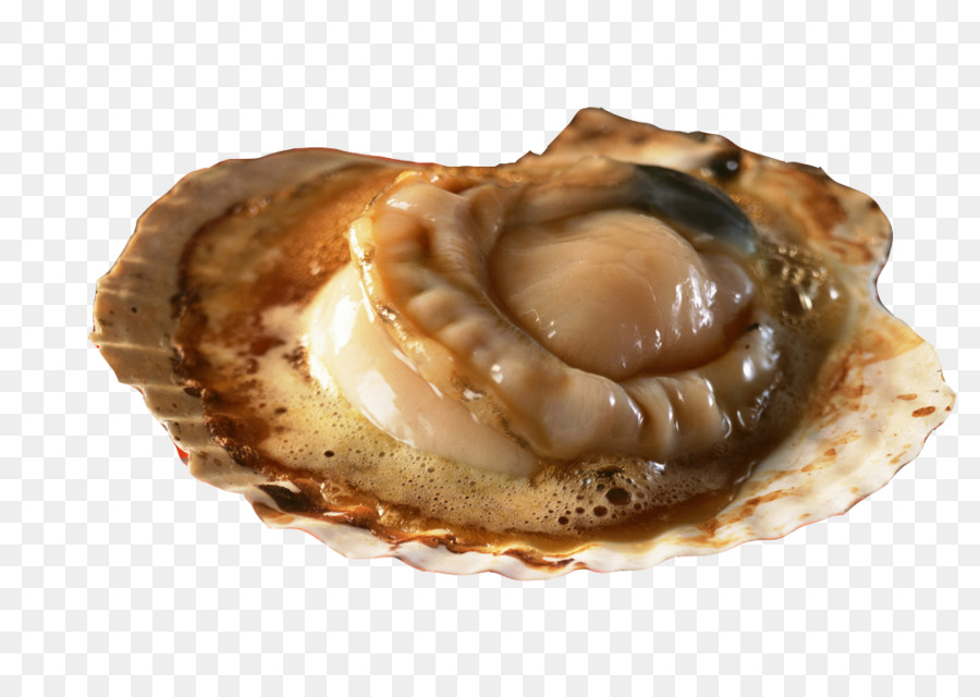 Coquille，Fruit De Mer PNG