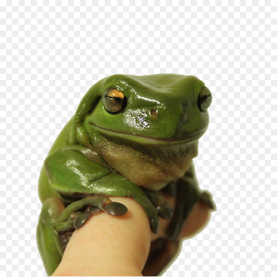 Grenouille De Verre，Main PNG