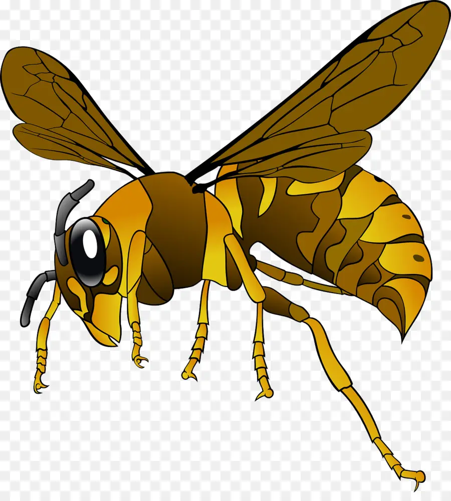 Abeille，Ailes PNG