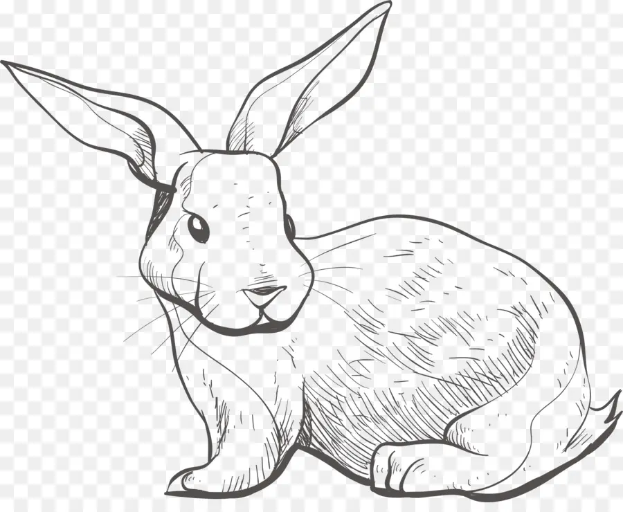 Lièvre，Lapin PNG